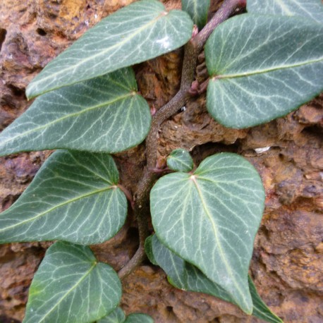 Hedera helix 'Teardrop'