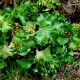 Hedera helix 'Filigran'