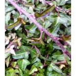 Hedera helix 'Spetchley'