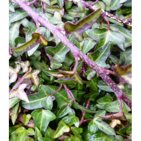 Hedera helix 'Spetchley'