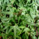 Hedera helix 'Needle Point'