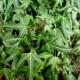 Hedera helix 'Needle Point'