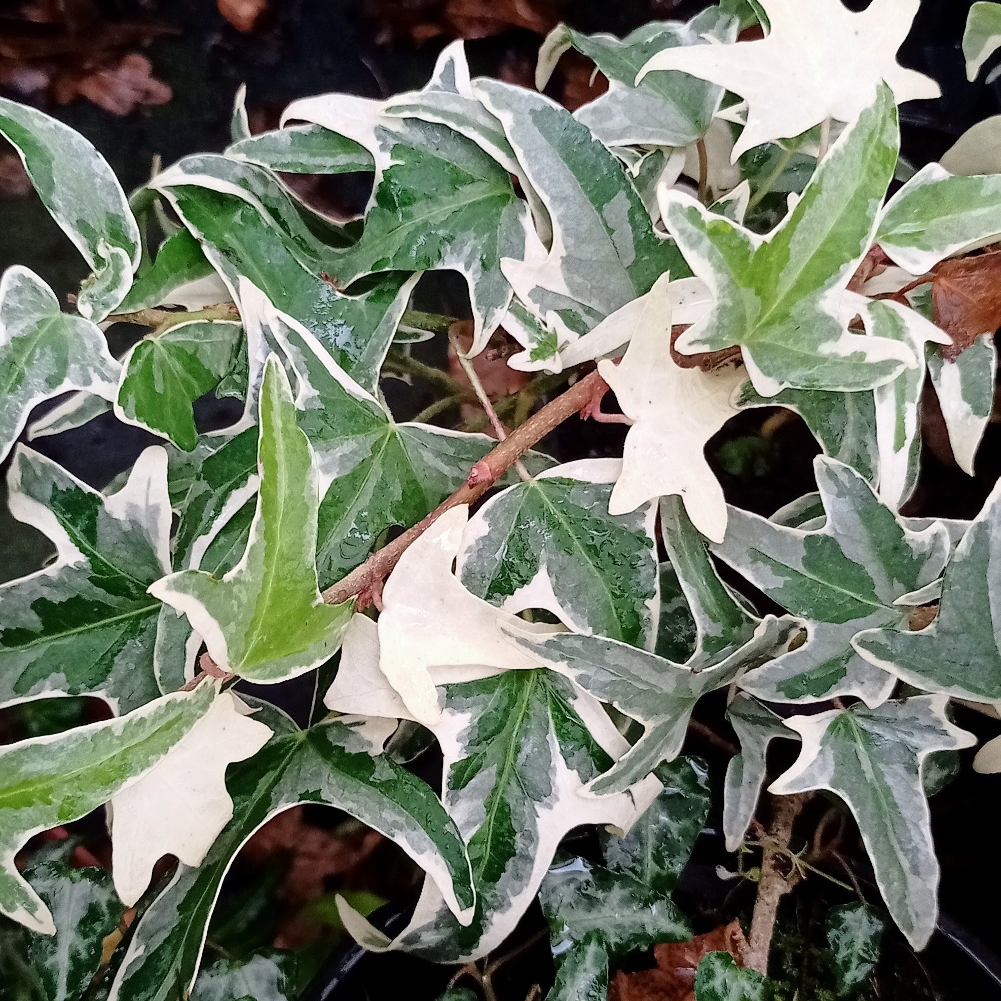 Hedera helix 'Sagittifolia Variegata' - Ppinire du Lac des Joncs