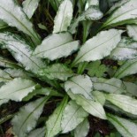 Pulmonaria longifolia 'Diana Clare'