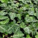 Hedera helix 'Deltoidea'