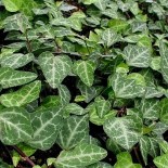 Hedera helix 'Deltoidea'