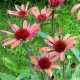 Echinacea purpurea 'Hot Summer'