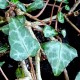 Hedera cypria 'Silver Arrow'