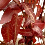 Hedera pastuchovii 'Ann Ala'