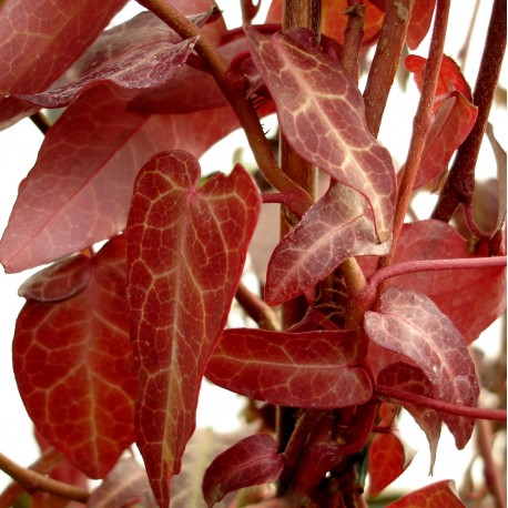 Hedera pastuchovii 'Ann Ala'