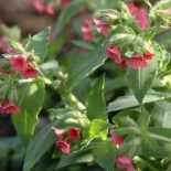 Pulmonaria rubra