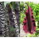 Dracunculus vulgaris