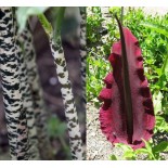 Dracunculus vulgaris