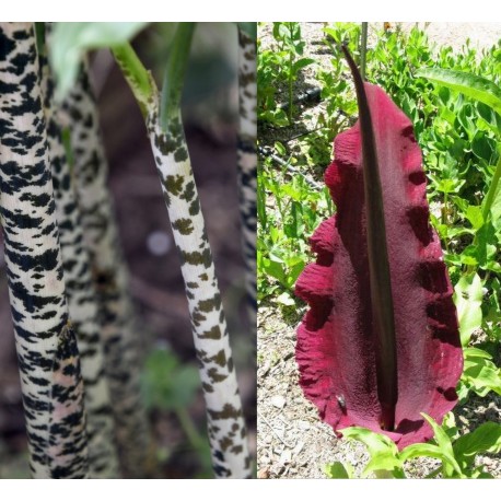 Dracunculus vulgaris