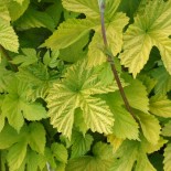 Humulus lupulus 'Aureus' (femelle)