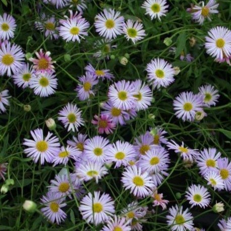 Erigeron karvinskianus 'Lavender Lady'