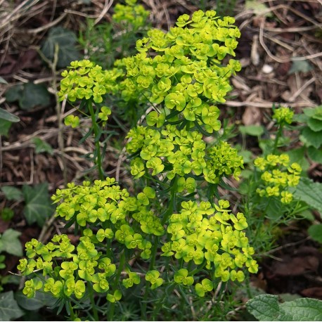 Euphorbia waldsteinii 'Betten'