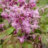 Epimedium grandiflorum 'Lilafee'