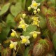 Epimedium versicolor 'Sulphureum'