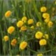 Ranunculus acris var pleniflorus