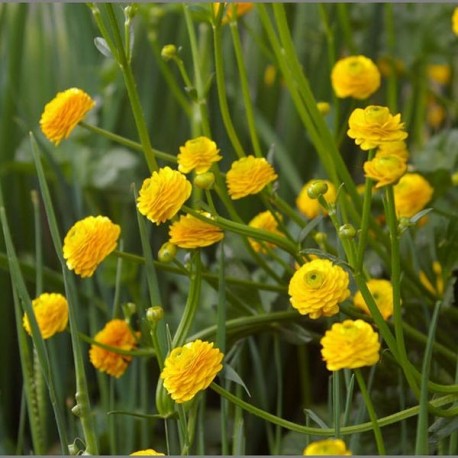 Ranunculus acris var pleniflorus