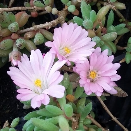 Delosperma 'Jewel of Desert Rosequartz'