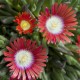 Delosperma deyeri 'Red Mountain'