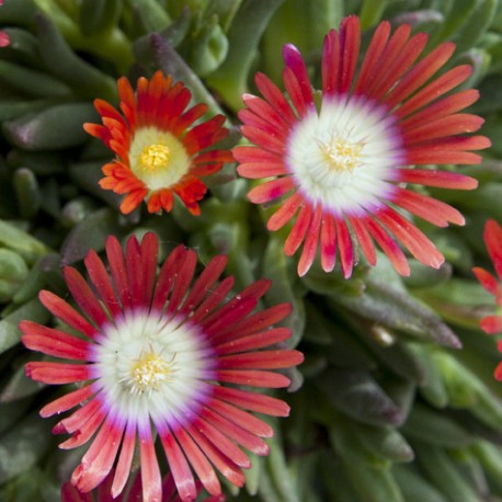 Delosperma deyeri 'Red Mountain'