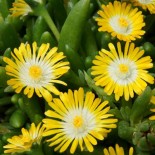 Delosperma 'Jewel of Desert'