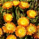 Delosperma 'Orange Wonder'