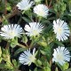 Delosperma 'Jewel of Desert 'Red Moonstone'