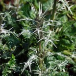 Eryngium varifolium