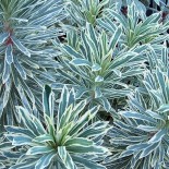 Euphorbia characias 'Glacier Blue'