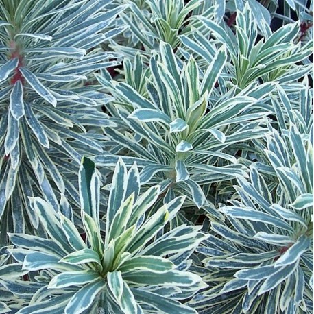Euphorbia characias 'Glacier Blue'