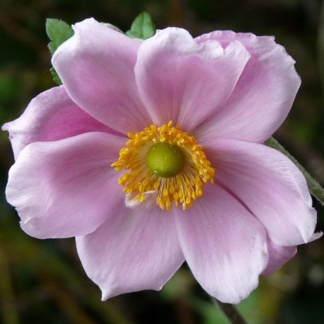 Anemone hupehensis 'Reine Charlotte'