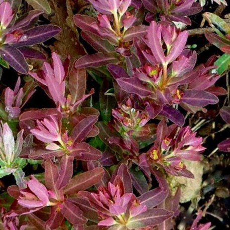 Euphorbia dulcis 'Chameleon'