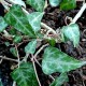 Hedera cypria 'Silver Arrow'