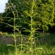 Polygonatum verticillatum 'Giant One'