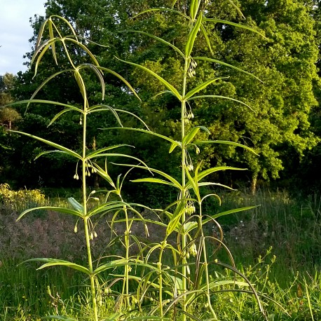 Polygonatum verticillatum 'Giant One'