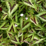 Persicaria runcinata 'Alba'