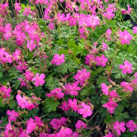 Geranium cantabrigiense 'Crystal Rose'