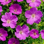 Geranium sanguineum 'Max Frei'