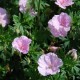 Geranium sanguineum 'Striatum'