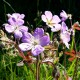 Geranium maculatum 'Elisabeth Ann'