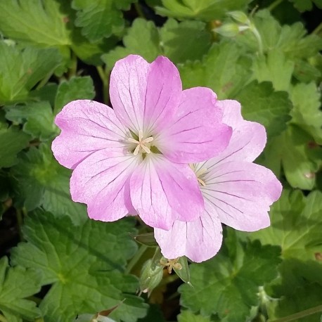 Geranium X 'Dreamland'