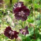 Geranium phaeum 'Samobor'