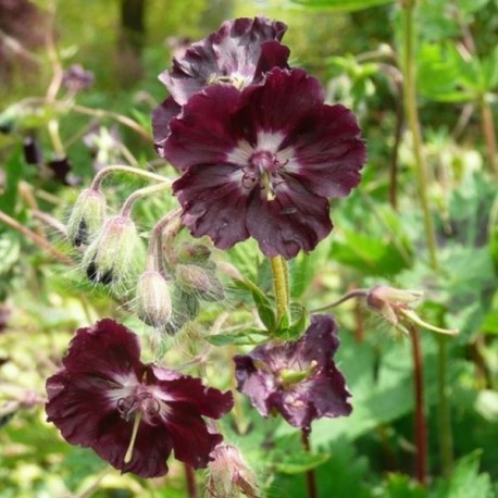 Geranium phaeum 'Samobor'