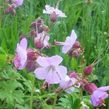 Geranium macrorhizum 'Ingwersen's Variety'