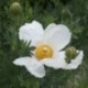 Romneya coulteri