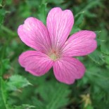 Geranium endressii 'Waregrave Pink'